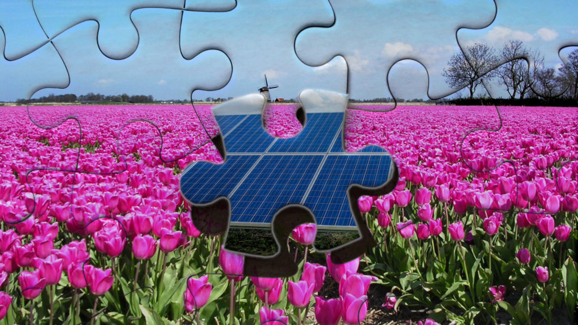 puzzel zonnepanelen in bollenveld
